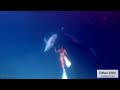 生活有一半在海上的女子 帛琉海豚灣自由潛水freediving