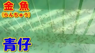 #らんちゅう （#金魚）ブリーダーの飼育記録No.202(3月29日撮影)稚魚（青仔）