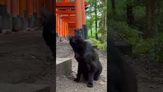 【伏見稲荷】鳴き声の可愛さで優勝する黒猫クレヨ　The black cat that wins the cuteness of the cry