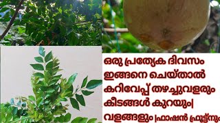 ഈ പ്രത്യേക ദിവസം കരിവേപ്പ് ഇങ്ങനെ ചെയ്താൽ നന്നായി പടർന്ന് പന്തലിക്കും| വളങ്ങളും|M H C |