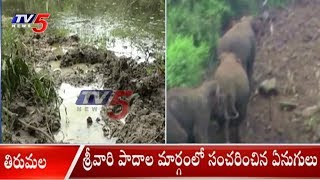 శ్రీవారి పాదాల మార్గంలో సంచరించిన ఏనుగులు | Elephants Hulchul At Tirumala Steps Way | TV5 News