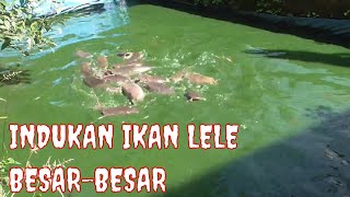 INDUK  IKAN  LELE  BESAR BESAR