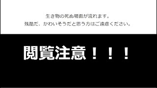 有害鳥獣駆除　捕獲檻　タヌキ　止め刺し　空気銃（実銃、エアライフル）Japanese raccoon dog　Capture cage　Air rifle