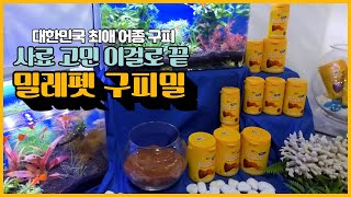 국민 열대어 구피, 구피사료 고민 이걸로 끝! 밀레펫 구피밀