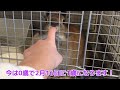 【自己紹介】動画の最後にこだわりましたw