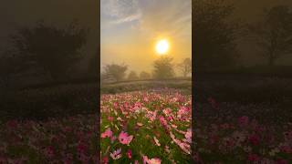 広島県「花の駅せら」の雲海＆日の出＆コスモス Cosmos flowers, sunrise at  Hana no Station Sera #shorts