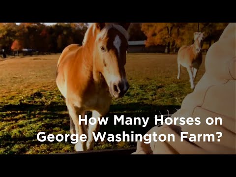 How big was George Washington’s horse?