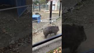 何の匂いかな？ウォンバットのコウくん🐻💕(五月山動物園)