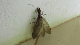 Dobsonfly (Corydalus batesii) - a scary-looking insect