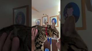 F1 Bengal Cat Complains When He Has To Kiss His Human Mom lol