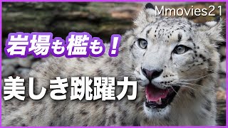 岩壁も！檻も！登っていくユキヒョウ 長い尻尾でバランスを取りながら　旭山動物園のジーマとユーリ Snow Leopard mom \u0026 daughter