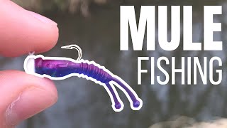 This Lure is INCREDIBLE for ULTRALIGHT Fishing | Mule Fishing