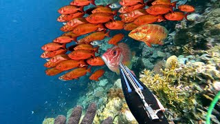 Spearfishing & Mancing Ikan Merah Duri Tajam | Tangkap Dan Makan