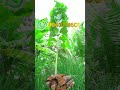 தேக்கு மரம் இப்படிவளர்க்க வேண்டும் agriculture tree plant whatsapp 9940714601 shorts