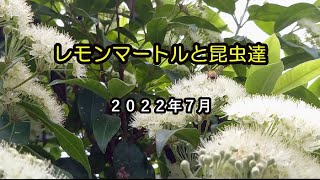 レモンマートルと昆虫達2022