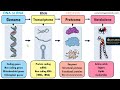 What is the difference between a Genome, Transcriptome, Proteome and Metabolome?