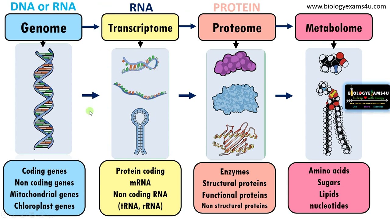 What Is The Difference Between A Genome, Transcriptome, Proteome And ...