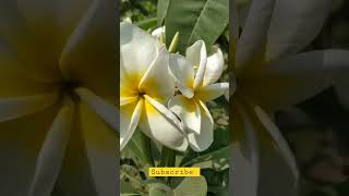 Kath golap #nature #mothernature #kathgolap #tiktok #virakshorts  #flowers #reels