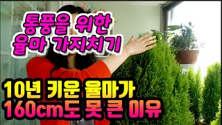 율마키우는법:통풍을 위한 율마 가지치기/대형율마 관리하기/소형율마 관리하기/식물키우는법율마물주기,율마관리하는법