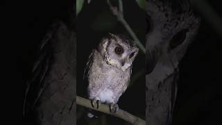 5 Adorable Facts about Indian Scops Owl!