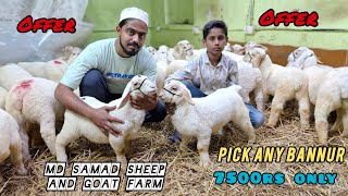 Bannur Sheep at very reasonable price 99022 36542 Bangalore Full Detail Video