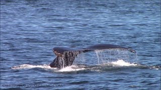 9.20.19 Humpback Whales