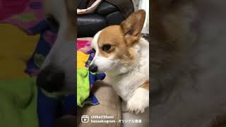 コーギーふくちゃん　可愛い顔でおねだり　笑