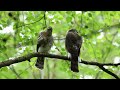 Sparrowhawk chicks