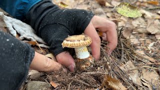 猛毒キノコに寄生する松茸を食べてみた　（カブラマツタケ）きのこ狩り