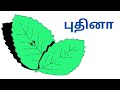 குழந்தைகளுக்கான தமிழ் பாடம் காய்கறிகள் learning vegetables in tamil