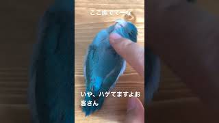 マメルリハさん撫でて攻撃