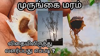 முருங்கை விதையிலிருந்து முருங்கை மரத்தை வளர்ப்பது எப்படி ? HOW TO GROW MORINGA TREE FROM SEED ?