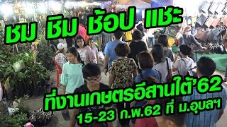 คึกคักคนแห่ ชม ชิม ช้อป แชะ!! งานเกษตรอีสานใต้ 15-23 ก.พ.62 ที่ ม.อุบลฯ