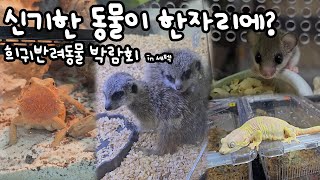 신기한 동물🦎🐦🐹이 한자리에‼️  in 세텍