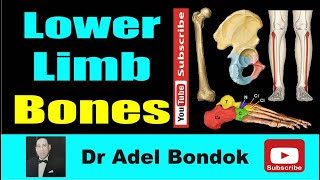 Lower Limb Bones, Osteology, Dr Adel Bondok Making Anatomy Simple