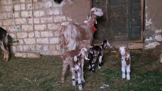 عروض النوادر والاصايل ٣معيز كل معزه وراها ثلاثه توائم ٣معيز وراهم ٩ فرصه لاتفوتك ت٠١١١١٢١١٦٥٧