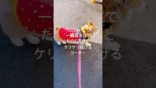 なんか聞こえたのか耳立てたよ😆#コーギー #corgi #犬