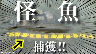 極小のため池で、バス釣りしてたら怪魚出現⁉︎  まさかこんなところに… あわや1メートルに迫る怪物捕獲なるか⁉︎  『巨大魚』『野池』　レイドジャパン マスタブラスタ バズベイト　アリゲーターガー⁉︎