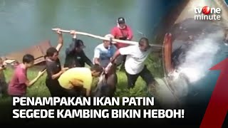 Ikan Patin Sebesar Kambing Bikin Heboh Warga Cigombong | tvOne Minute