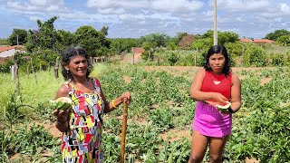 VISITANDO O ROÇADO DE JULINHA E DONA KINÔR EM SÃO JOSÉ DO BELMONTE PERNAMBUCO.