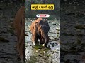 elephants like flowers අලි කැමති මල්වලට trending shortsvideo adventure travel elephant pets