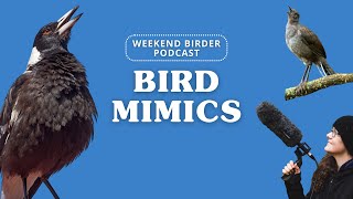 Weekend Birder 92 - Bird Mimics