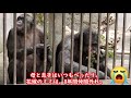 茶臼山のミセス、タダシ、アツシ、カコ、ミミ　茶臼山動物園　チンパンジー