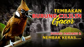 CILILIN GACOR - SUARA JERNIH - DURASI PANJANG - NEMBAK KERAS