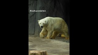 2022/7/10〖旭山動物園〗ホクト(♂)①⇒Polar Bear \