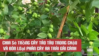 Chia sẻ trồng cây táo tàu trong chậu.và bón loại phân trái sum suê...