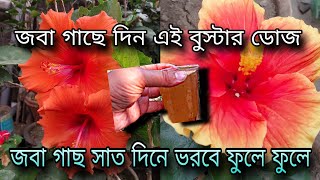 জবা গাছে দিন এই বুস্টার ডোজ / জবা গাছ সাত দিনে ভরবে ফুলে ফুলে