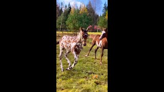 Funny Horses Show Strength Try Not To Laugh It's Really Strongest Horse Funny Video 2022 # 66