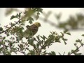 Yellowhammer Song ID