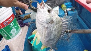 青馬艇釣 - 屎桶餌搏大魚